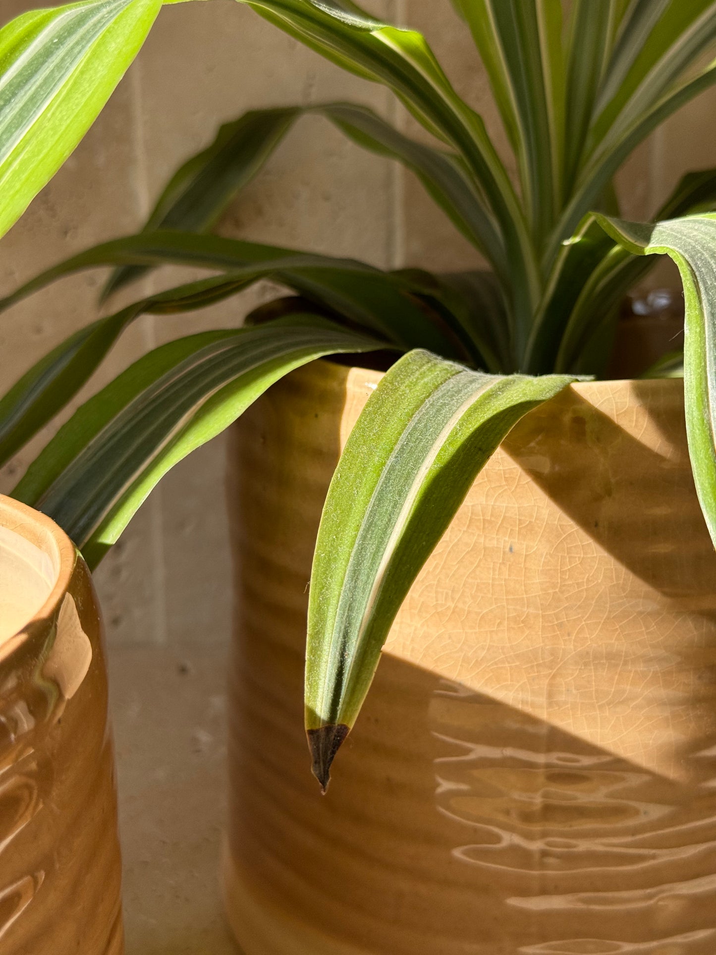 Cache-pot beige, PACO